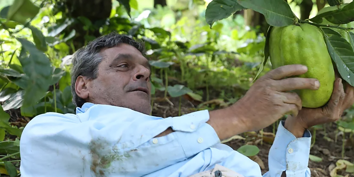 In pellegrinaggio per il “sacro” cedro calabrese